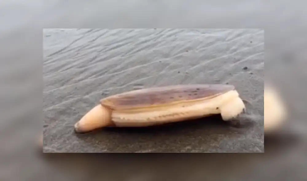 YouTube viral: se acerca a misteriosa criatura marina, sin imaginar que haría algo asqueroso [VIDEO]