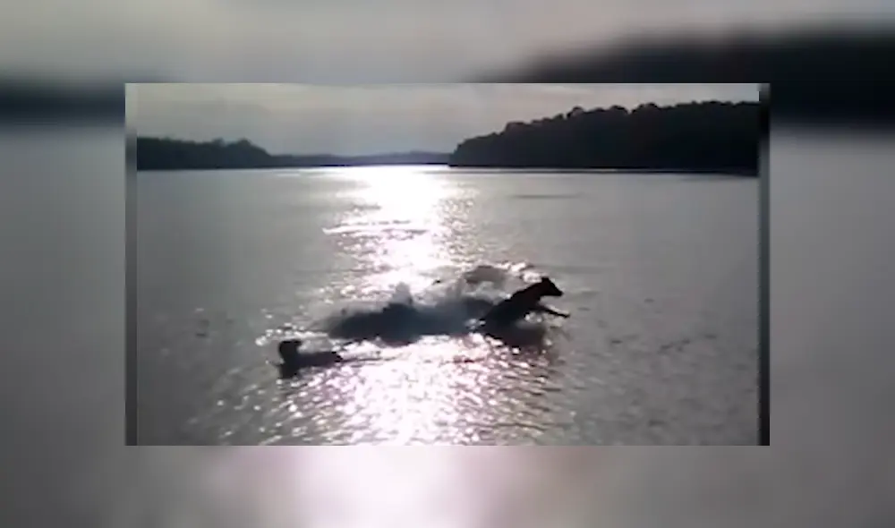 Video es viral en YouTube. El dueño del can salió a dar un paseo por el río junto a sus mascotas, sin imaginar el espeluznante momento que viviría. Video es viral en YouTube. El dueño del can salió a dar un paseo por el río junto a sus mascotas, sin imaginar el espeluznante momento que viviría.