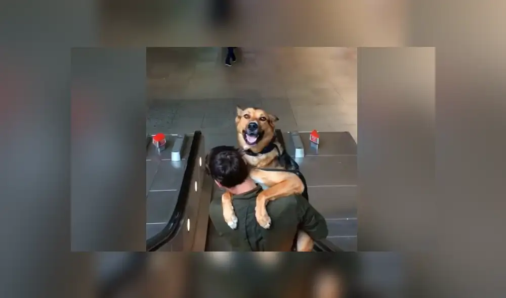 YouTube viral: perro engreído se niega a bajar escaleras eléctricas y su dueño lo carga para regresar juntos a casa YouTube viral: perro engreído se niega a bajar escaleras eléctricas y su dueño lo carga para regresar juntos a casa