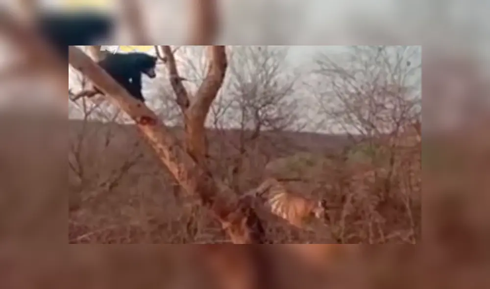 Finalmente, el oso logra espantar al tigre con un rugido y haciéndole frente.