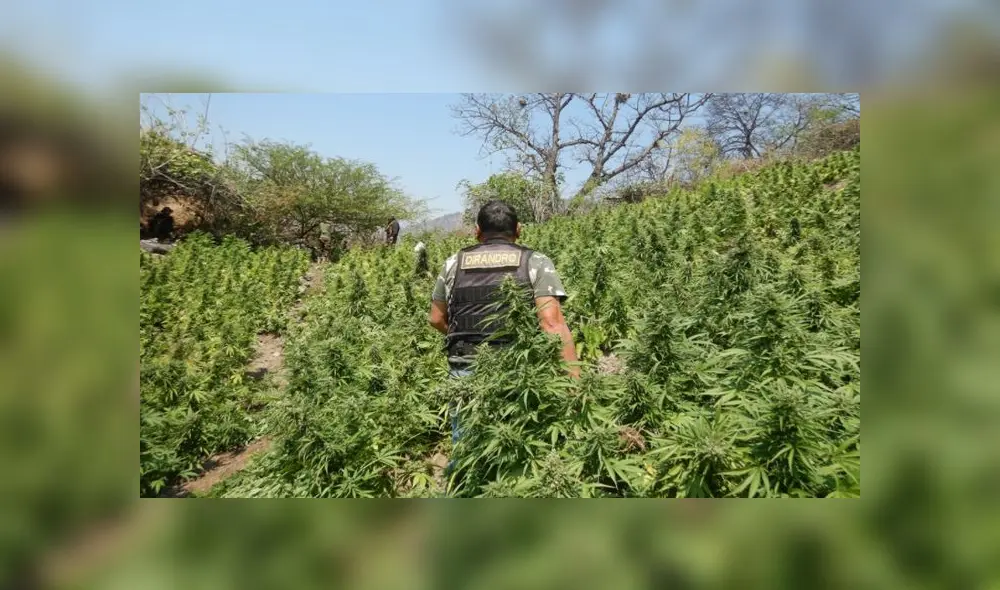 Se encontró 5 parcelas de marihuana, listas para ser cosechadas, en inmediaciones del centro poblado Rosas Pampa, en Ayacucho. (Foto: Sinchis de Mazamari)
