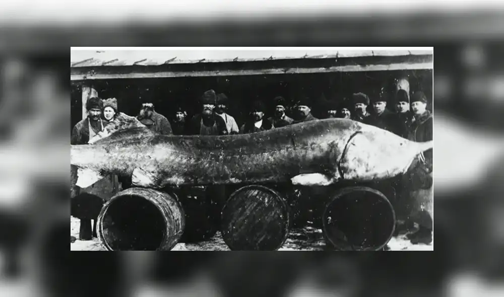Desliza hacia la izquierda para ver las imágenes del viral de YouTube que muestra la captura que hizo el famoso pescador Jeremy Wade. Desliza hacia la izquierda para ver las imágenes del viral de YouTube que muestra la captura que hizo el famoso pescador Jeremy Wade.