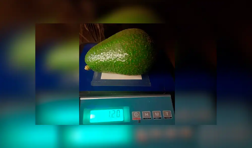 Conoce a 'Avozilla', la gigantesca palta que causa furor en Australia [FOTOS]
