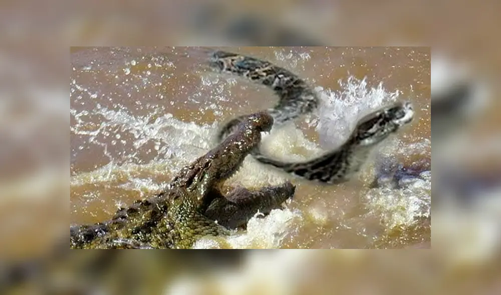Desliza hacia la izquierda para ver la brutal pelea entre un cocodrilo con una anaconda en la selva de Brasil. El video es viral en YouTube. Foto: referencial. Desliza hacia la izquierda para ver la brutal pelea entre un cocodrilo con una anaconda en la selva de Brasil. El video es viral en YouTube. Foto: referencial.