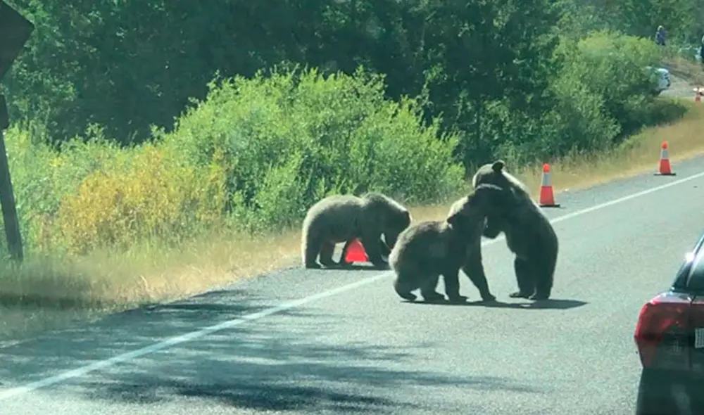 Desliza las imágenes para apreciar la travesura de unos pequeños osos que detuvieron el tránsito en una carretera. Foto: Captura de YouTube Desliza las imágenes para apreciar la travesura de unos pequeños osos que detuvieron el tránsito en una carretera. Foto: Captura de YouTube
