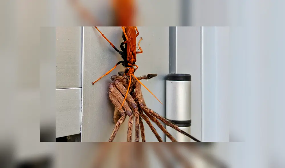 Solo uno de los insectos salió victorioso mientras al otro le deparó un trágico final. Foto: captura Solo uno de los insectos salió victorioso mientras al otro le deparó un trágico final. Foto: captura