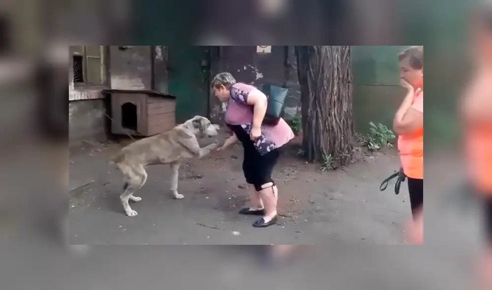 YouTube viral: perro se reencuentra con su dueña tras varios años y su reacción emociona a miles [VIDEO]