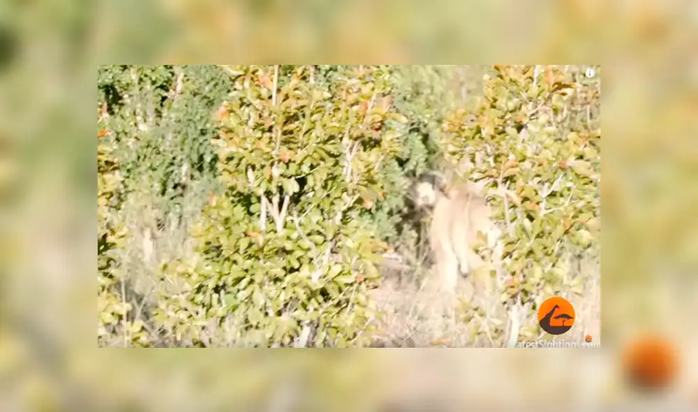 Hambrienta leona caza a elefante para dar de comer a sus crías y ocurre lo inesperado [VIDEO]