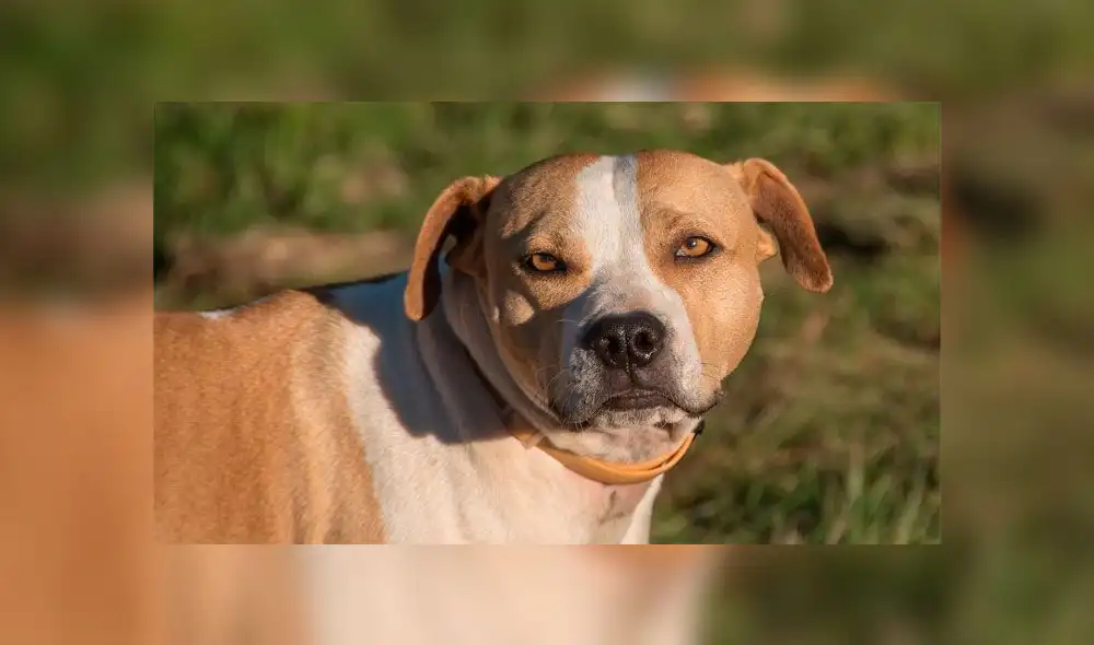 Mata a golpes a su perra y la entierra con un mensaje: “Te voy a extrañar mucho”