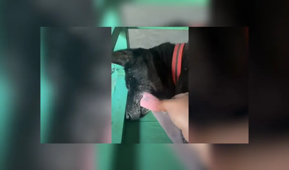 Desliza hacia la izquierda para ver las imágenes del divertido viral de Facebook. Foto: Captura.