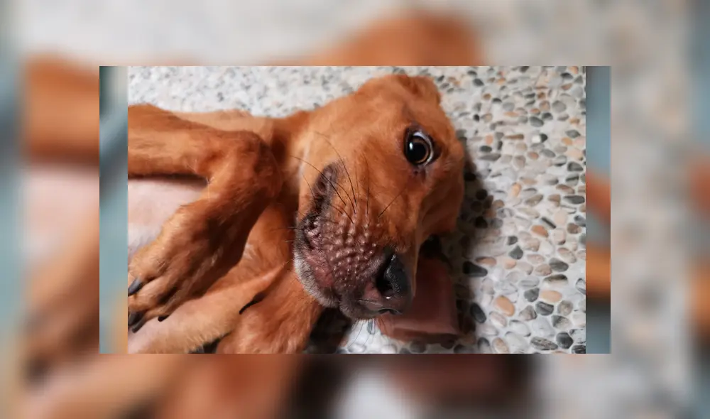 Facebook viral: encuentra perro moribundo en la calle, lo adopta y luego de algunos meses luce así