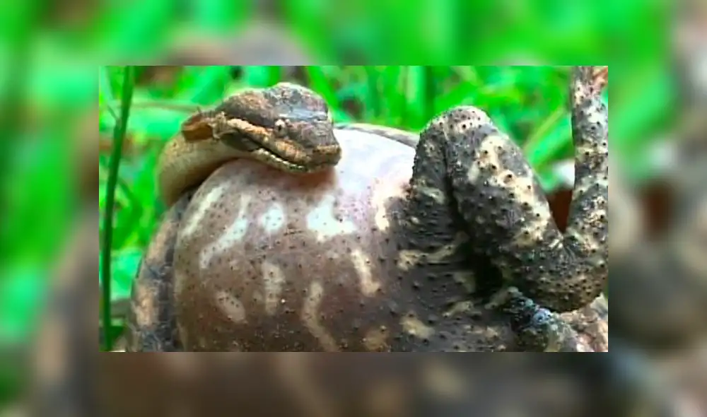 Facebook Viral: Nunca imaginarás como terminó la épica batalla entre esta culebra y sapo Facebook Viral: Nunca imaginarás como terminó la épica batalla entre esta culebra y sapo