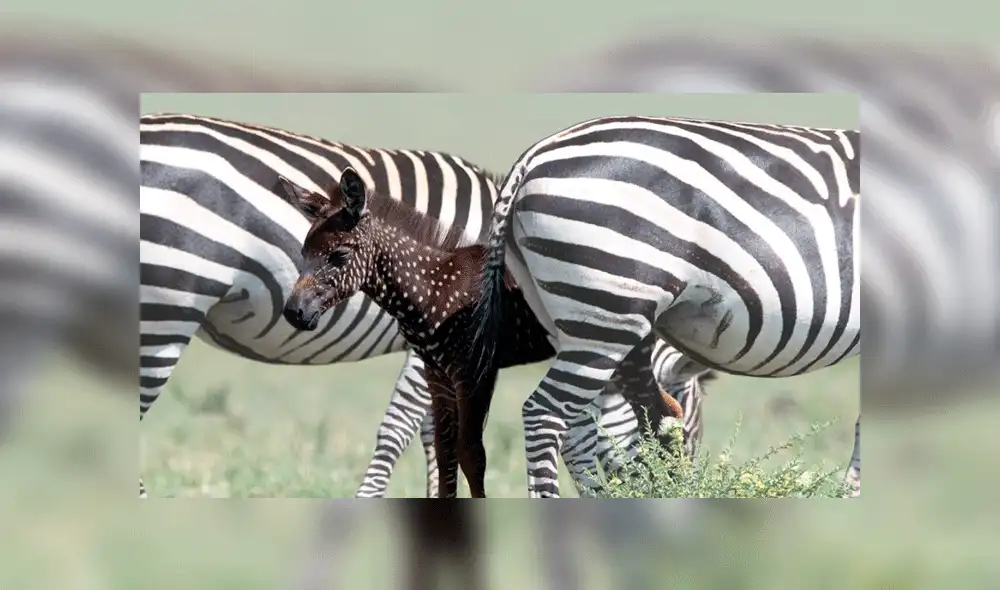 Cebra 'Tira' de lunares blancos