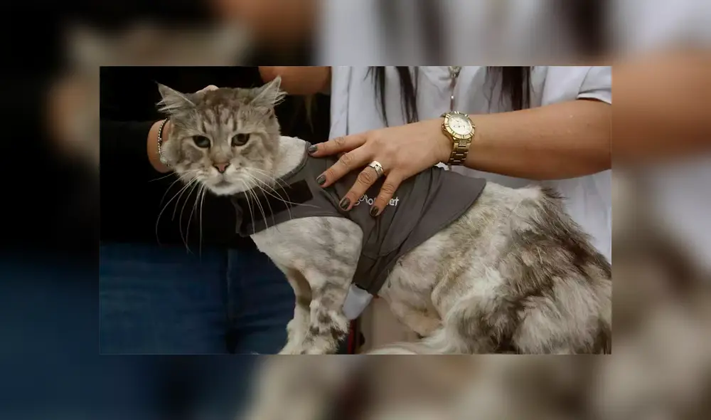 Romeo, el primer gato al que le implantan un marcapasos para curar sus problemas cardíacos [VIDEO] 