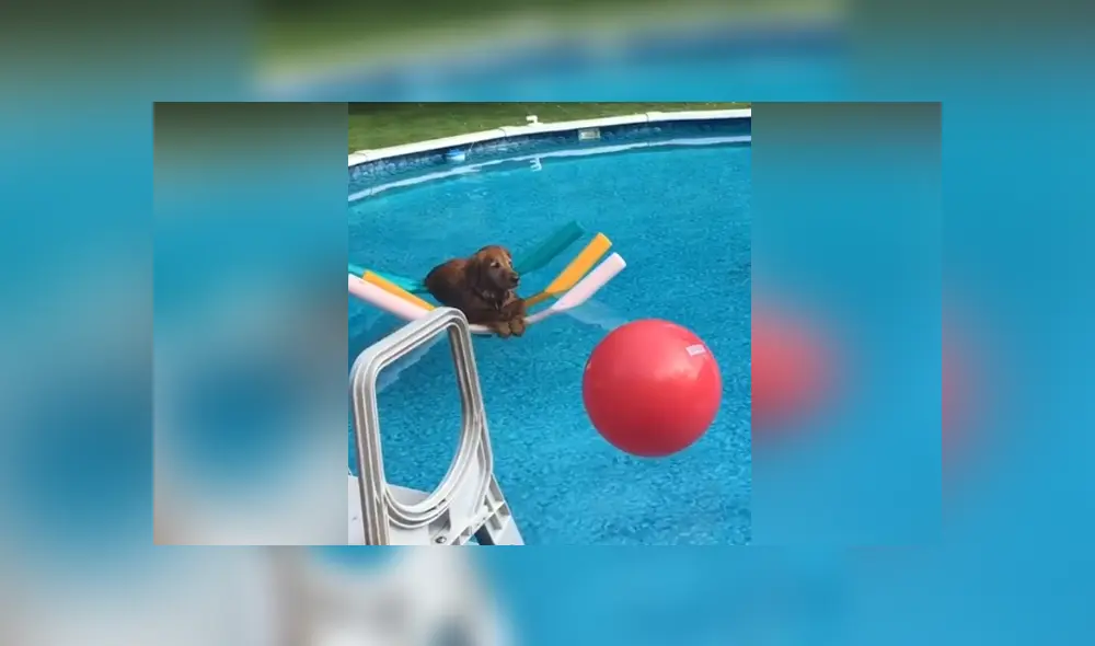 Un perro mostró una insólita actitud al meterse a la piscina de su casa. Foto: Facebook