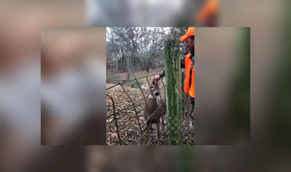 Desliza hacia la izquierda para la conmovedora reacción que tuvo un venado con un grupo de personas. El video es viral en YouTube.