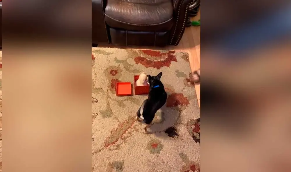 Desliza las imágenes para ver la divertida escena que protagonizó este can chihuahua al ver a su nuevo compañero. Foto: captura de TikTok/Mikaylabrooke01 Desliza las imágenes para ver la divertida escena que protagonizó este can chihuahua al ver a su nuevo compañero. Foto: captura de TikTok/Mikaylabrooke01