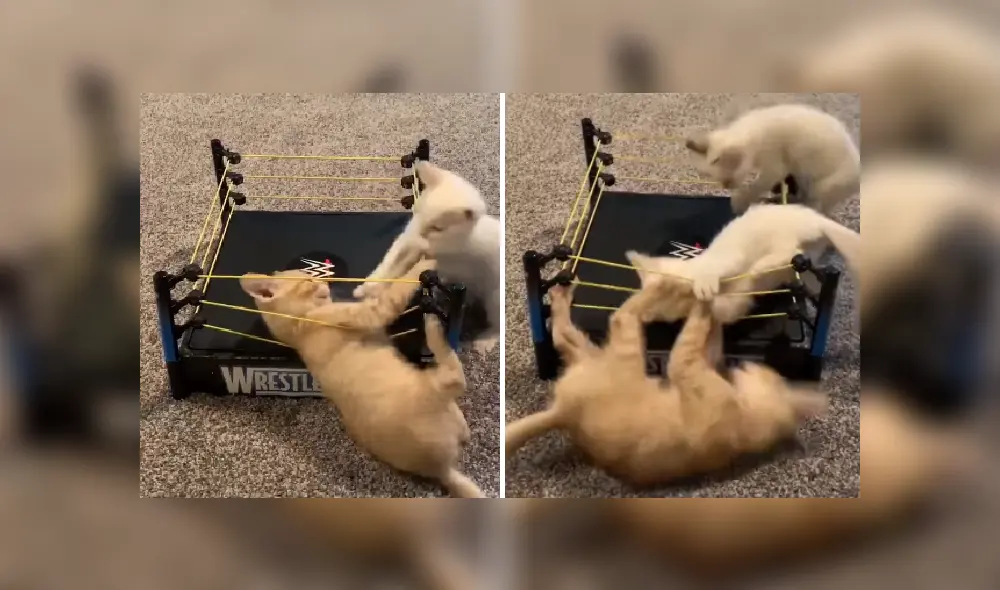 Desliza las imágenes para ver más detalles de este épica pelea protagonizada por tres pequeño gatos. (Foto: captura / YouTube)