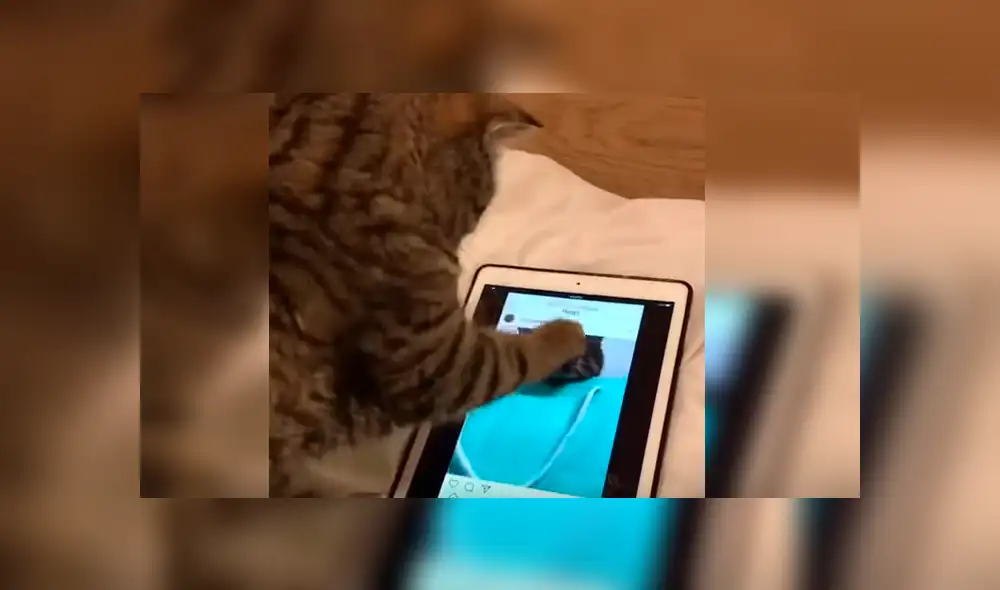 Video es viral en Facebook. Mujer había dejado el aparato en cama y cuando regresó a verlo encontró a su gata en una singular escena que no dudó grabar Video es viral en Facebook. Mujer había dejado el aparato en cama y cuando regresó a verlo encontró a su gata en una singular escena que no dudó grabar