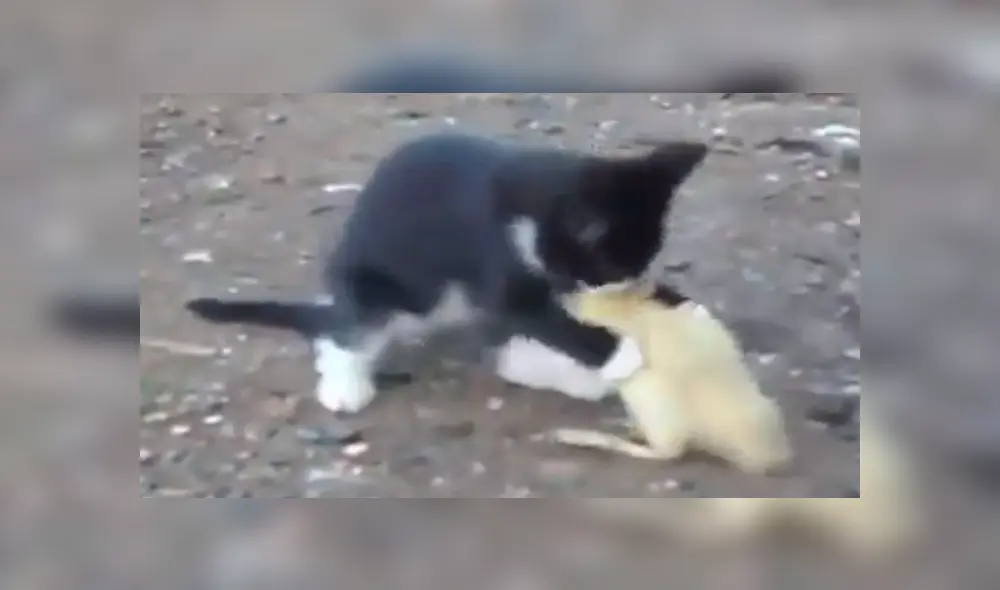 Facebook viral: Parece que gato intenta comerse un pato bebé, pero ocurre lo inesperado [VIDEO]