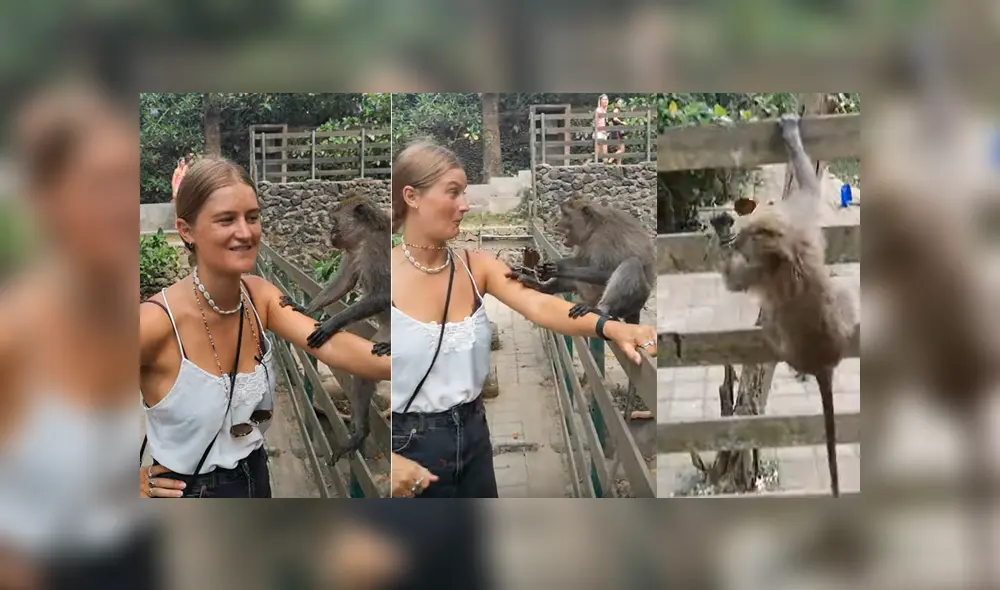 Facebook viral: mono roba los lentes de una chica y hace lo impensado cuando ella intenta recuperarlos [VIDEO]