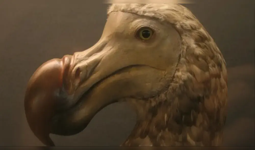 El dronte blanco era muy apreciado por su plumaje y sus huevos. (Foto: Vice)