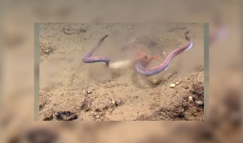 Video es viral en Facebook. Científicos captaron la feroz lucha de un cangrejo por salvar su presa de dos anguilas que intentaban arrebatársela Video es viral en Facebook. Científicos captaron la feroz lucha de un cangrejo por salvar su presa de dos anguilas que intentaban arrebatársela