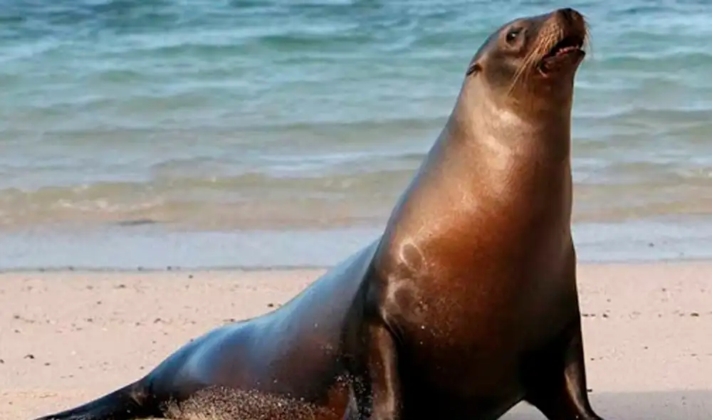 El animal no desvió su vista del joven que lo había intentado acariciar. Foto: Daily Mail El animal no desvió su vista del joven que lo había intentado acariciar. Foto: Daily Mail