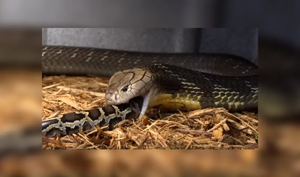 Desliza hacia la izquierda para ver el feroz ataque de una serpiente que se volvió viral en Facebook.