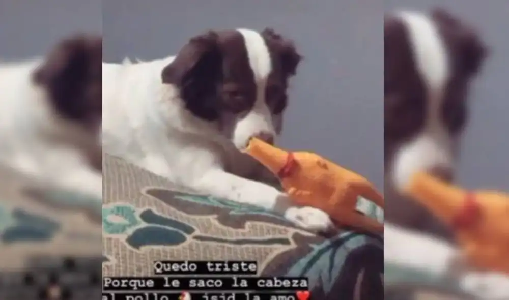 La perrita agachó su mirada y se puso triste tras cometer su travesura. Foto: Captura/TikTok La perrita agachó su mirada y se puso triste tras cometer su travesura. Foto: Captura/TikTok