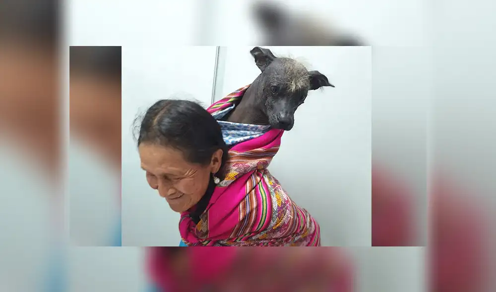 Perro peruano calato Cuzco Perro peruano calato Cuzco