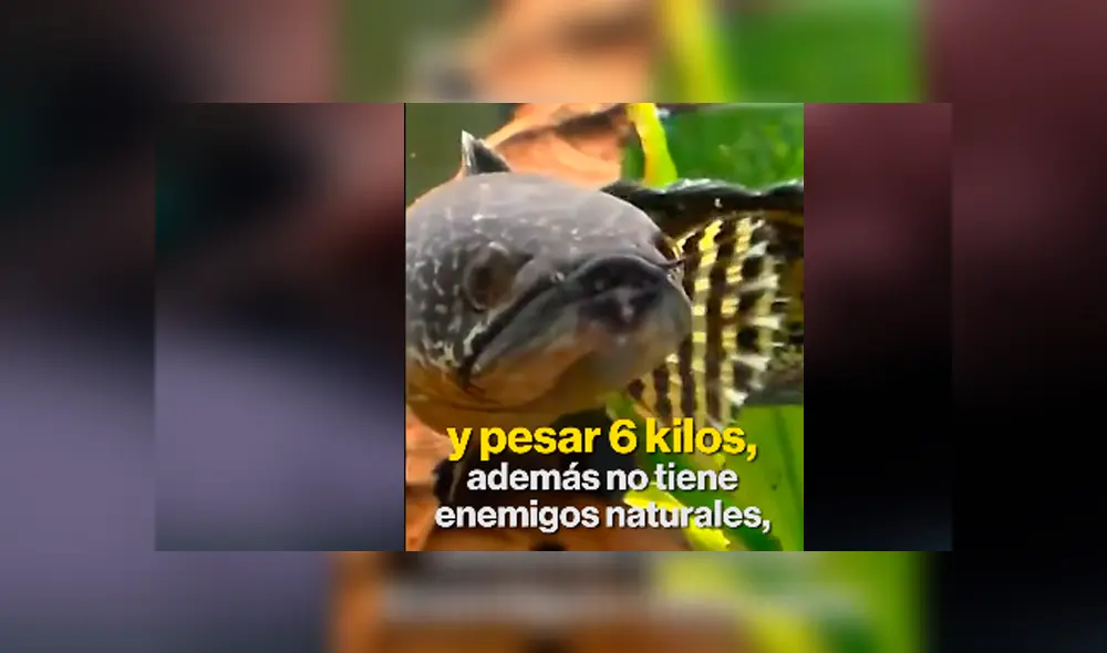 Desliza hacia la izquierda para ver al misterioso pez que se ha vuelto viral en Facebook. Desliza hacia la izquierda para ver al misterioso pez que se ha vuelto viral en Facebook.