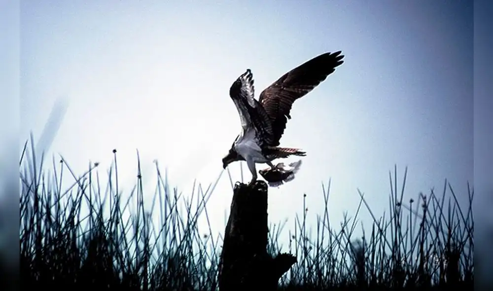 FOTOS:  Humedales, corredores de vida  