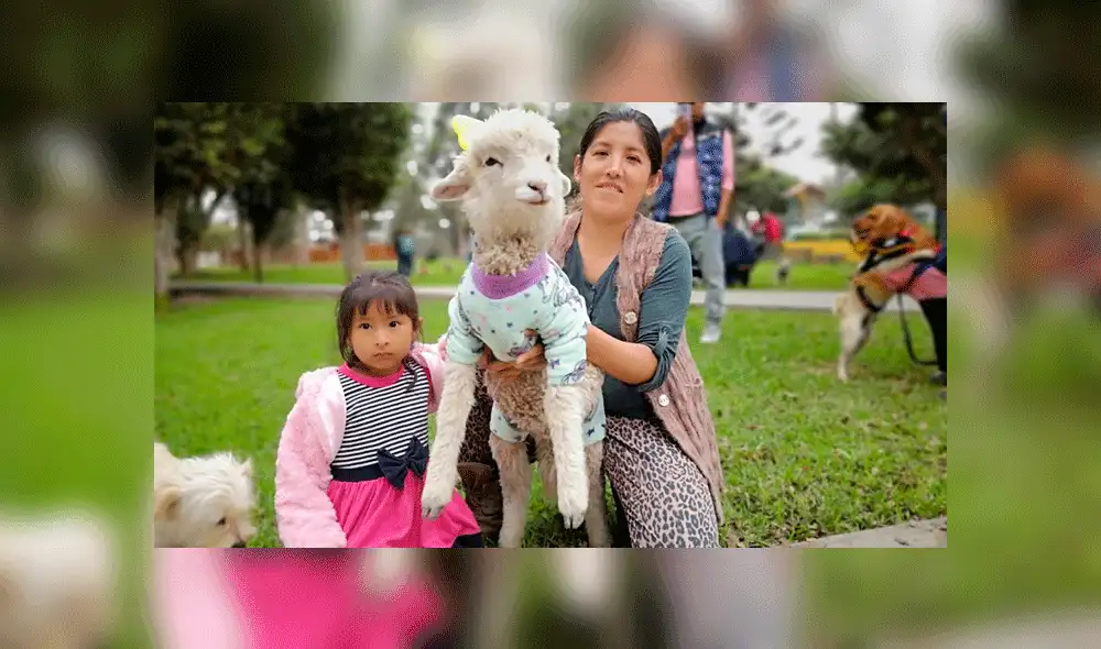 Oveja participa en concurso de mascotas por Halloween disfrazada de unicornio [FOTOS]