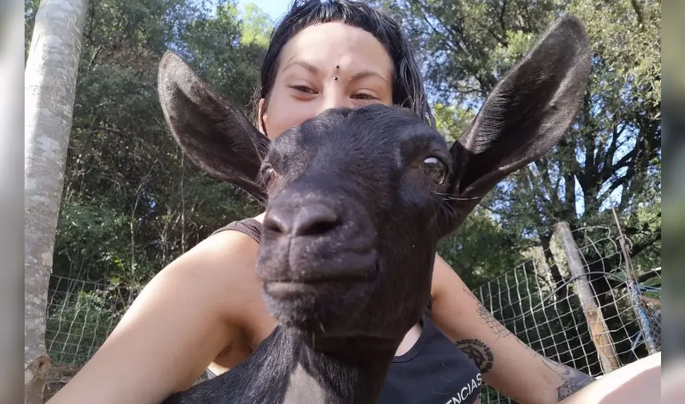 ‘Almas veganas’ se volvió tendencia en los últimos días por defender a las gallinas de su santuario. Foto: Facebook. ‘Almas veganas’ se volvió tendencia en los últimos días por defender a las gallinas de su santuario. Foto: Facebook.