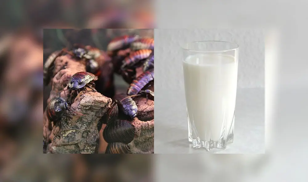 La leche de las cucarachas es nutritiva y rica. Foto: composición / Pixabay y Milk Glass.