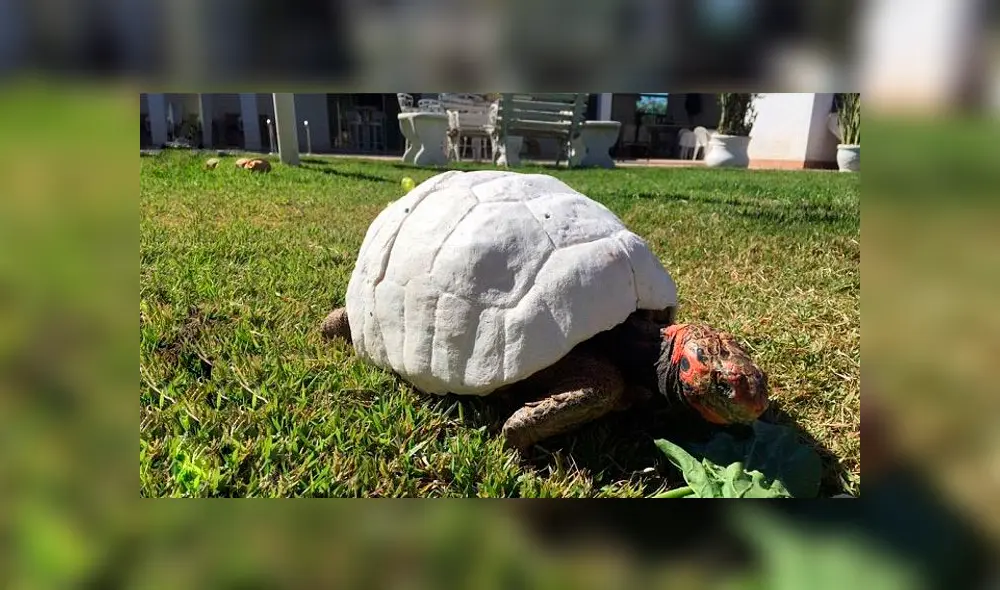 Desliza hacia la izquierda para ver el caparazón en 3D que hicieron para una tortuga. Desliza hacia la izquierda para ver el caparazón en 3D que hicieron para una tortuga.
