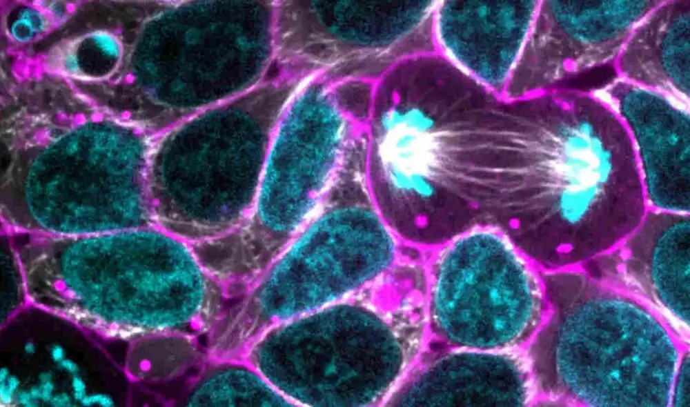 Las rutas del metabolismo aparecieron como mecanismos de evolución básicos en el desarrollo de las especies | Foto: Difusión Las rutas del metabolismo aparecieron como mecanismos de evolución básicos en el desarrollo de las especies | Foto: Difusión