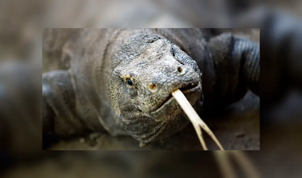 Dragón de Komodo: científicos revisan su ADN y descubren importante secreto evolutivo