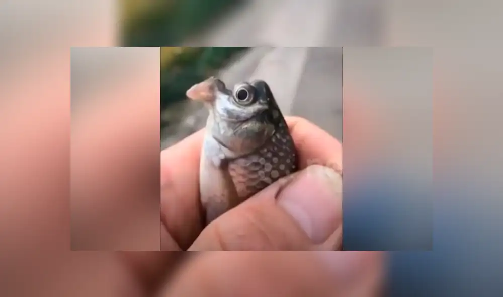 Desliza hacia la izquierda para ver el misterioso aspecto del pez que sufrió una extraña mutación en su cabeza y se ha vuelto viral en Facebook y otras redes sociales.