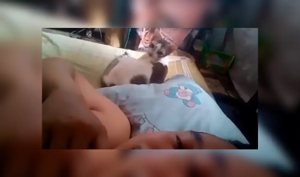 Facebook: joven desafinado le canta a su gato para que no duerma y este reacciona de forma inesperada [VIDEO]