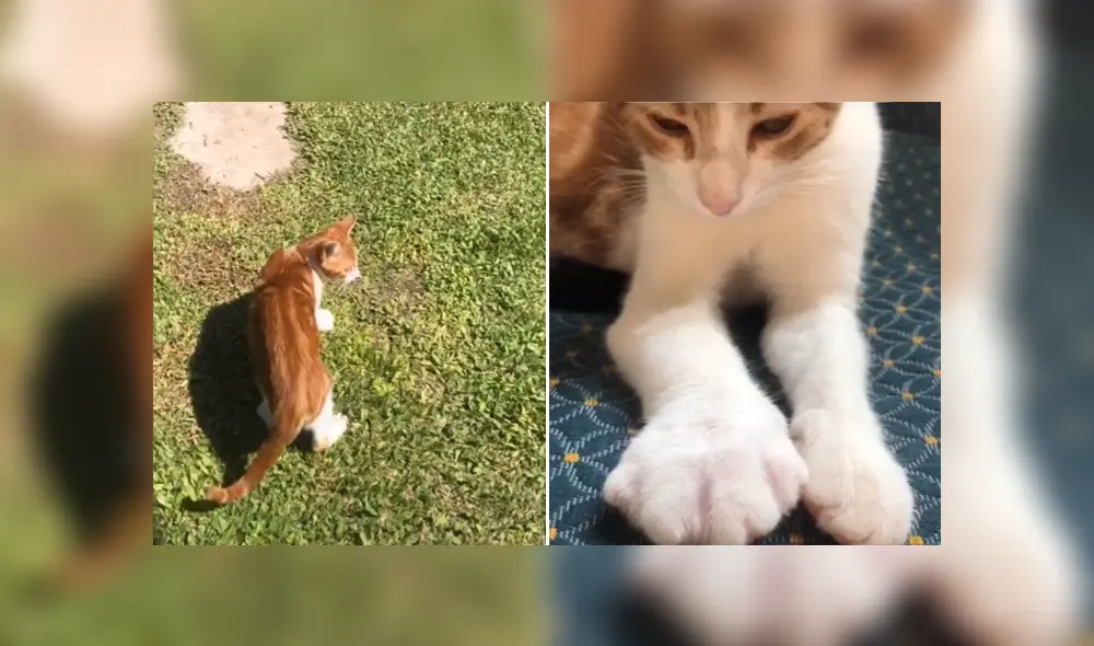 Un travieso felino persiguió a una abeja y se llevó una dolorosa lección. Foto: TikTok Un travieso felino persiguió a una abeja y se llevó una dolorosa lección. Foto: TikTok