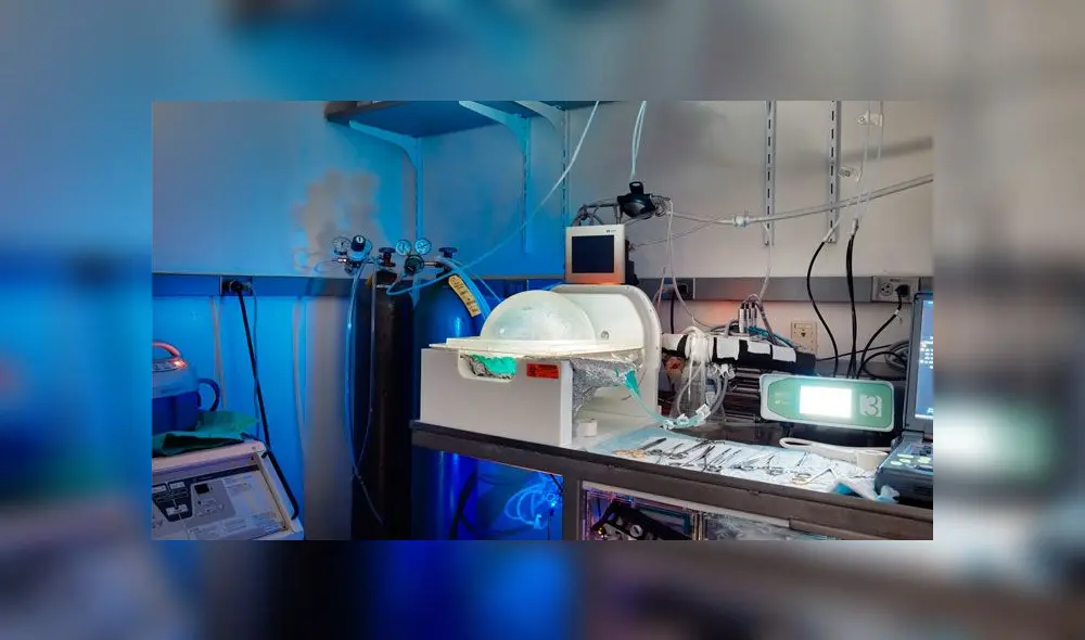 La parte de BrainEx donde se coloca el cerebro de cerdo. Foto: The New York Times.