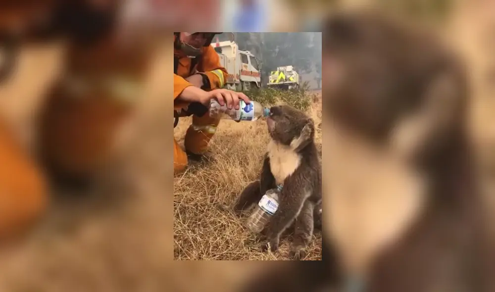 Pink, incendio forestal, Australia Pink, incendio forestal, Australia