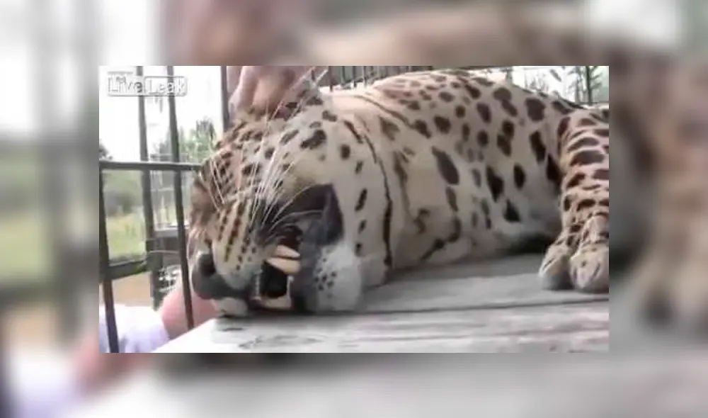 Desliza para ver la reacción de este leopardo que enamoró a miles en YouTube. Foto: Captura. Desliza para ver la reacción de este leopardo que enamoró a miles en YouTube. Foto: Captura.