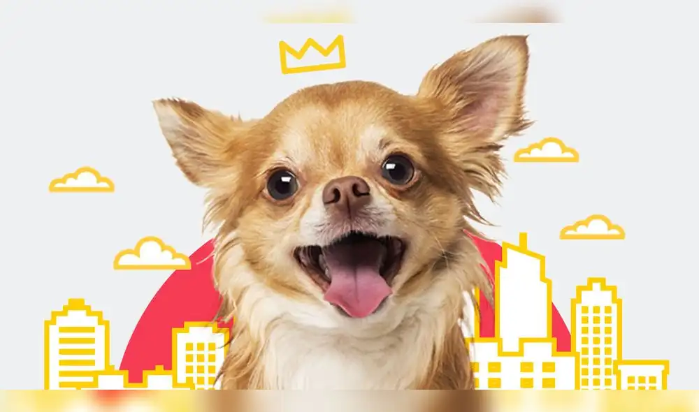 Perros de departamento