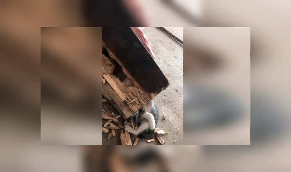 Facebook viral: travieso gato mete su cabeza en árbol, sin imaginar que su dueño lo liberaría con un hacha [VIDEO] 