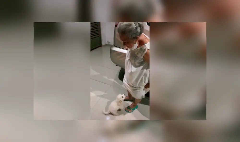 Desliza las imágenes para apreciar la emotiva despedida entre una anciana con su pequeña mascota. Desliza las imágenes para apreciar la emotiva despedida entre una anciana con su pequeña mascota.