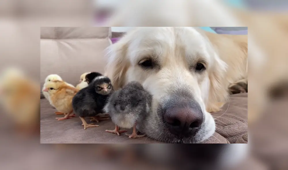 Un perro protagonizó un tierno momento junto a un grupo de patos bebé. Foto: YouTube Un perro protagonizó un tierno momento junto a un grupo de patos bebé. Foto: YouTube