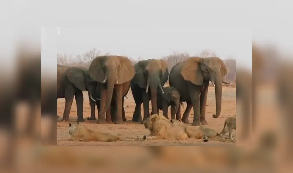 La impactante grabación de YouTube revela el momento en que la mamá elefante reúne a toda la manada para que la ayuden a rescatar a su crío